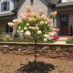 Brighter Blooms - Vanilla Strawberry Hydrangea Tree, 4 - 5 Ft. - No Shipping to AZ, 2-3 ft.