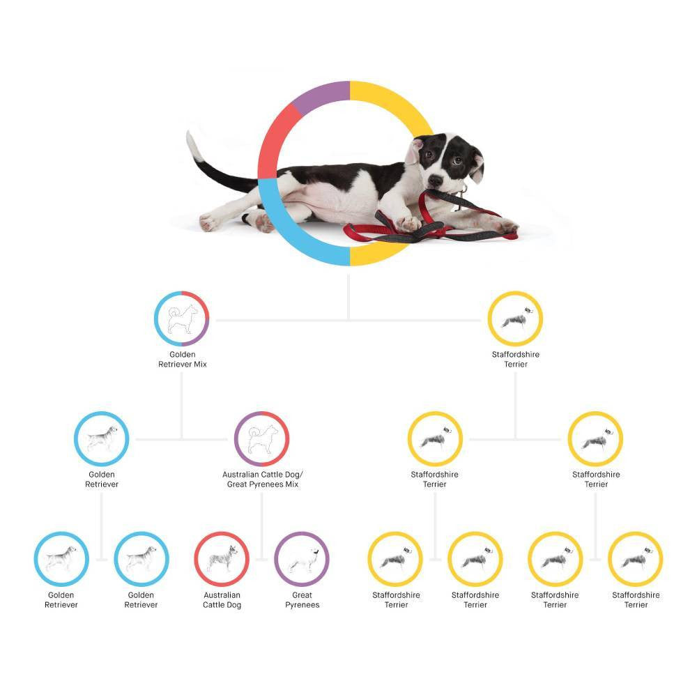Embark Dog DNA Test, Breed Identification Kit