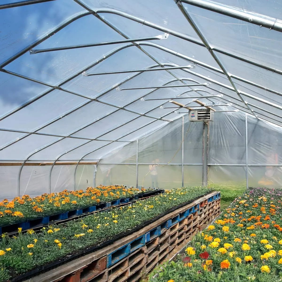 30' x 60' Commercial Tunnel Greenhouse with 6 Mil Clear Poly Covers and Roll-Up Sides TMG-GH3060