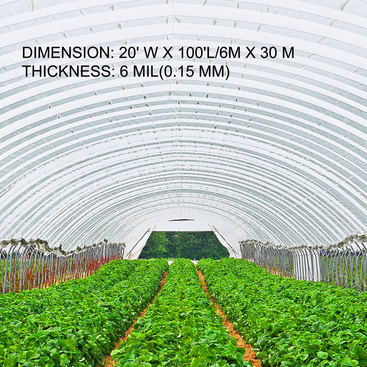 VEVOR Greenhouse Polyethylene Film 20' x 100' x 6 Mil, Greenhouse Plastic, UV Resistant, Superior Strength